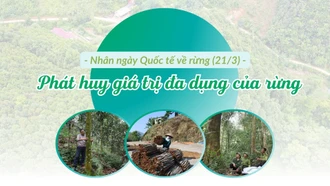 Phát huy giá trị đa dụng của rừng