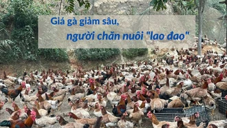 Giá gà giảm sâu, người chăn nuôi “lao đao”