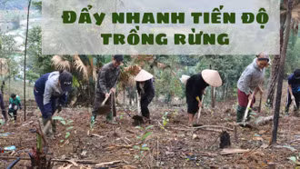 Đẩy nhanh tiến độ trồng rừng