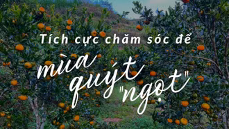 Tích cực chăm sóc để mùa quýt “ngọt”