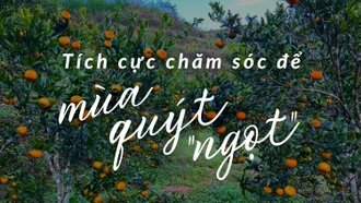 Tích cực chăm sóc để mùa quýt “ngọt”