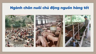 Ngành chăn nuôi chủ động nguồn hàng tết