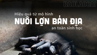 Hiệu quả từ mô hình nuôi lợn bản địa an toàn sinh học