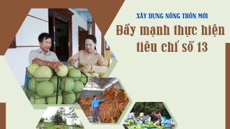 Đẩy mạnh thực hiện tiêu chí số 13