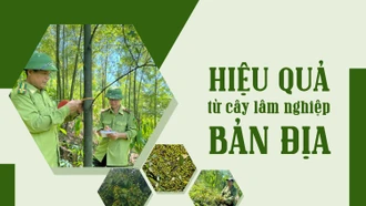 Hiệu quả từ cây lâm nghiệp bản địa