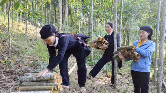 Bắc Hà: Rộn ràng mùa thu hoạch quế