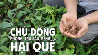 Chủ động phòng, trừ sâu, bệnh hại quế