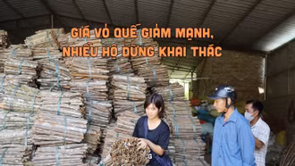 Giá vỏ quế giảm mạnh, nhiều hộ dừng khai thác
