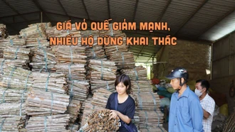 Giá vỏ quế giảm mạnh, nhiều hộ dừng khai thác