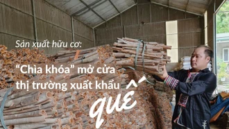 Sản xuất hữu cơ: “Chìa khóa” mở cửa thị trường xuất khẩu quế