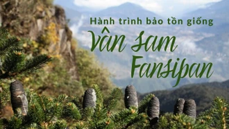 Hành trình bảo tồn giống vân sam Fansipan