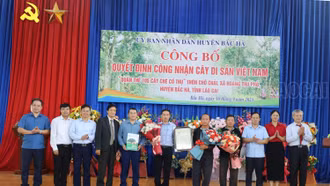 Công nhận Cây di sản Việt Nam đối với quần thể chè Shan tuyết xã Hoàng Thu Phố