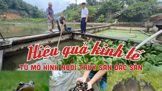 Hiệu quả kinh tế từ mô hình nuôi thủy đặc sản