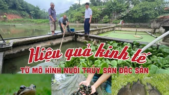 Hiệu quả kinh tế từ mô hình nuôi thủy đặc sản