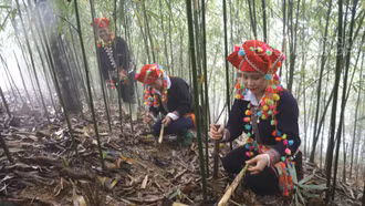 Theo chân người Dao xã Dần Thàng thu hoạch măng sặt