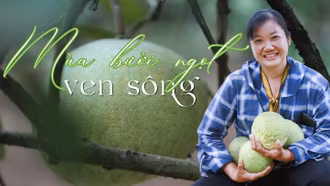 Mùa bưởi ngọt ven sông