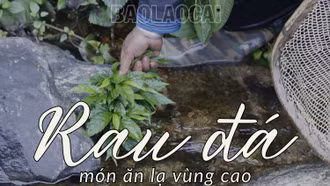 Thưởng thức rau đá vùng cao