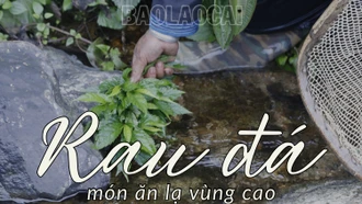 Thưởng thức rau đá vùng cao