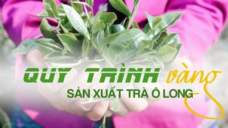 Quy trình "vàng" sản xuất trà ô long