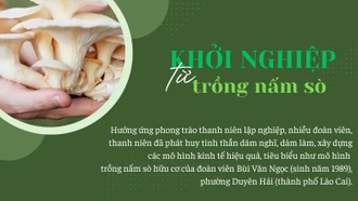 Khởi nghiệp từ trồng nấm sò hữu cơ