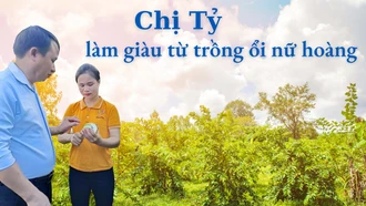 Chị Tỷ làm giàu từ trồng ổi nữ hoàng