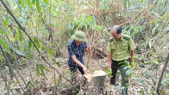 Khẩn trương làm rõ hành vi khai thác rừng trái phép xảy ra tại xã Vạn Hòa