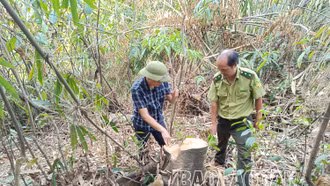 Khẩn trương làm rõ hành vi khai thác rừng trái phép xảy ra tại xã Vạn Hòa