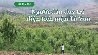 Người dân duy trì diện tích mận Tả Van