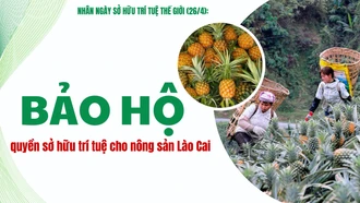 Bảo hộ quyền sở hữu trí tuệ cho nông sản Lào Cai