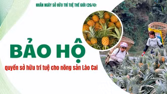 Bảo hộ quyền sở hữu trí tuệ cho nông sản Lào Cai