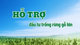 [Infographic] Hỗ trợ đầu tư trồng rừng gỗ lớn từ tháng 7/2024