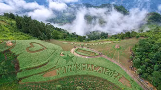 Lên núi Tình Si Ma Cai ngắm hoa tam giác mạch bung nở dịp tết Độc lập