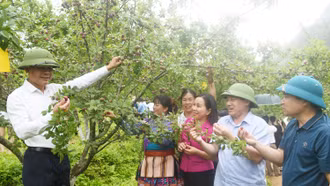 Đặc sắc Lễ hội “Mận Tả van” lần thứ 2 huyện Si Ma Cai