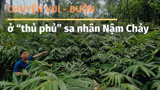 Chuyện vui - buồn ở “thủ phủ” sa nhân Nậm Chảy