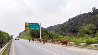 Xử phạt người dân thả rông đàn bò vào cao tốc Nội Bài - Lào Cai