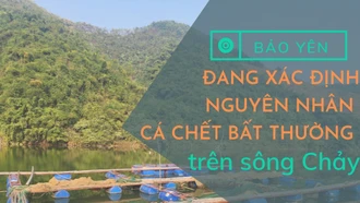 Bảo Yên: Đang xác định nguyên nhân khiến cá chết bất thường trên sông Chảy