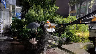 Đường Nhạc Sơn (Cốc Lếu): Cây đổ gây mất điện cục bộ và ách tắc giao thông