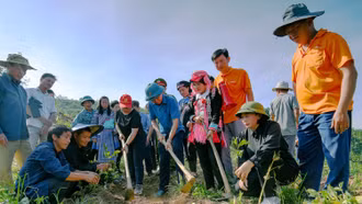 Huyện Mường Khương triển khai trồng chè vụ mới năm 2023