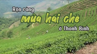 Rộn ràng mùa hái chè ở Thanh Bình