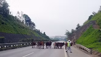 Đã đưa đàn bò đi lạc ra khỏi đường cao tốc Nội Bài - Lào Cai an toàn