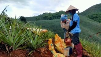 Giá phân bón giảm sâu: Nông dân phấn khởi, doanh nghiệp khó khăn