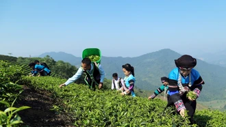 Hỗ trợ phụ nữ dân tộc thiểu số ứng dụng công nghệ 4.0