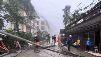 Sa Pa: Cây đổ kéo gãy 2 cột điện trên đường Violet