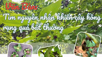 Văn Bàn: Tìm nguyên nhân khiến cây hồng rụng quả bất thường