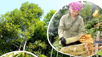 Nâng cao hiệu quả kinh tế rừng