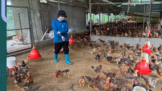 Nông dân Bảo Thắng quan tâm bảo vệ môi trường trong chăn nuôi 