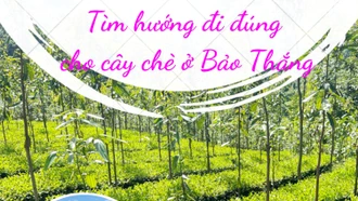 Bài 1: Thiếu nguyên liệu cho sản xuất chè