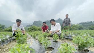 Hỗ trợ trồng 20 ha cây cỏ ngọt trong vùng đồng bào dân tộc thiểu số