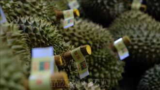 Đảm bảo truy xuất nguồn gốc cho nông sản xuất khẩu