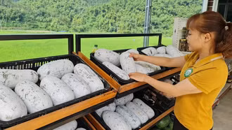 Sàn thương mại điện tử đặc sản địa phương mở đường đưa nông sản Việt vươn xa